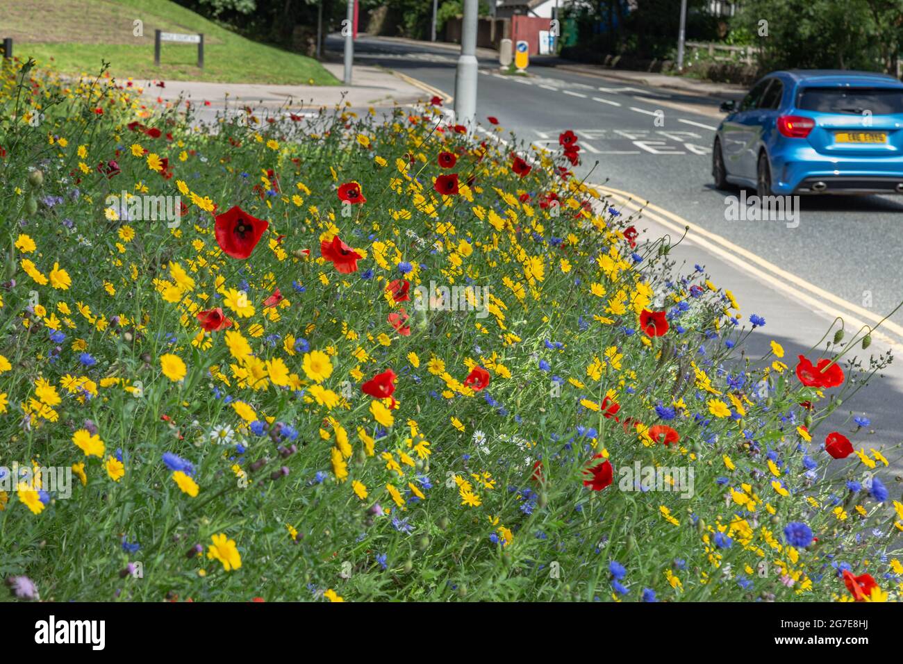 Ein wilder Straßenrand neben der Otley Road in Baildon, West Yorkshire, England. Stockfoto