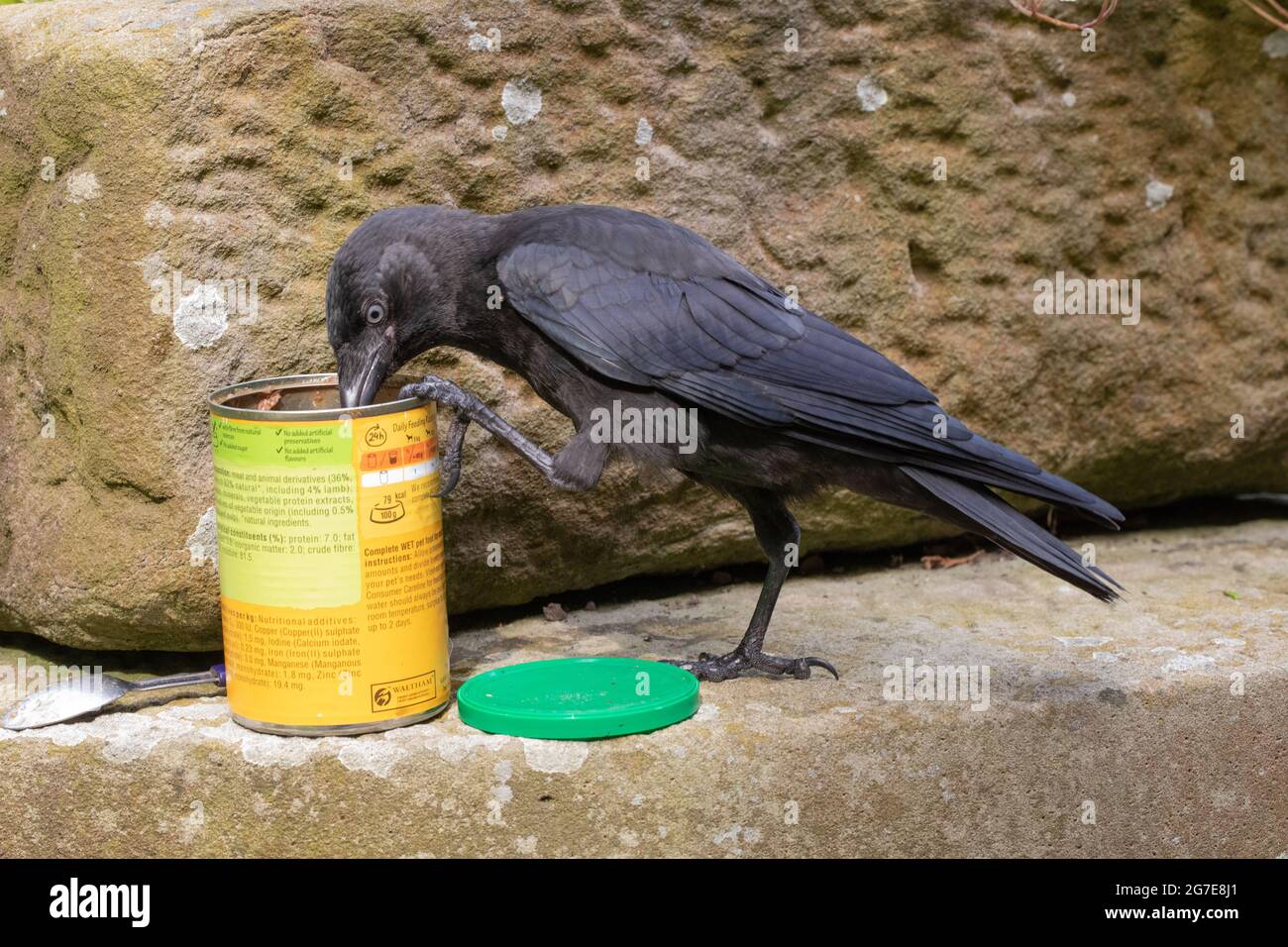 Dohlen (Corvus monedula). Neugierig, intelligent, wird ein Jungvögel von einer offenen Dose Hundefutter angezogen, gesichert durch einen gekonnten Fuß auf dem Stockfoto