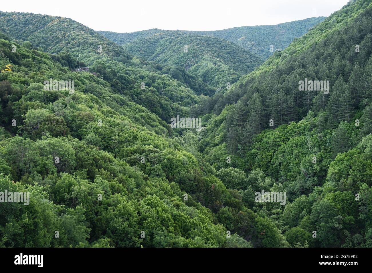 Grüne Waldhügel nach dem Regen. Stockfoto