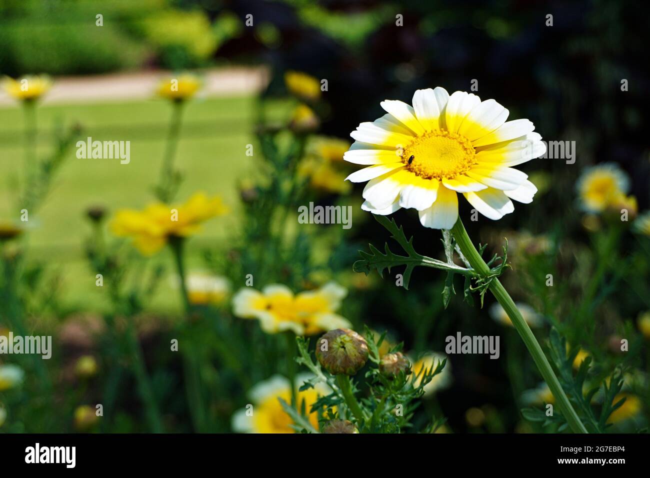 Blühende Girlande Chrysantheme blüht im Garten Stockfoto
