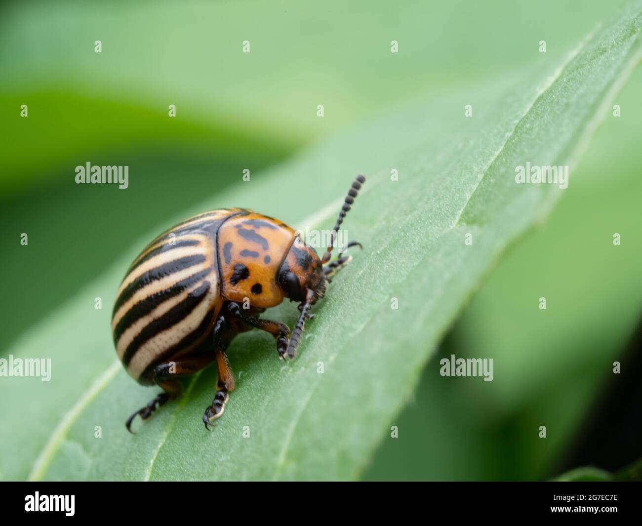 Kartoffelkäfer auf einer Kartoffelpflanze,Leptinotarsa decemlineata, Nordrhein-Westfalen , Niederrhein, Deutschland Stockfoto