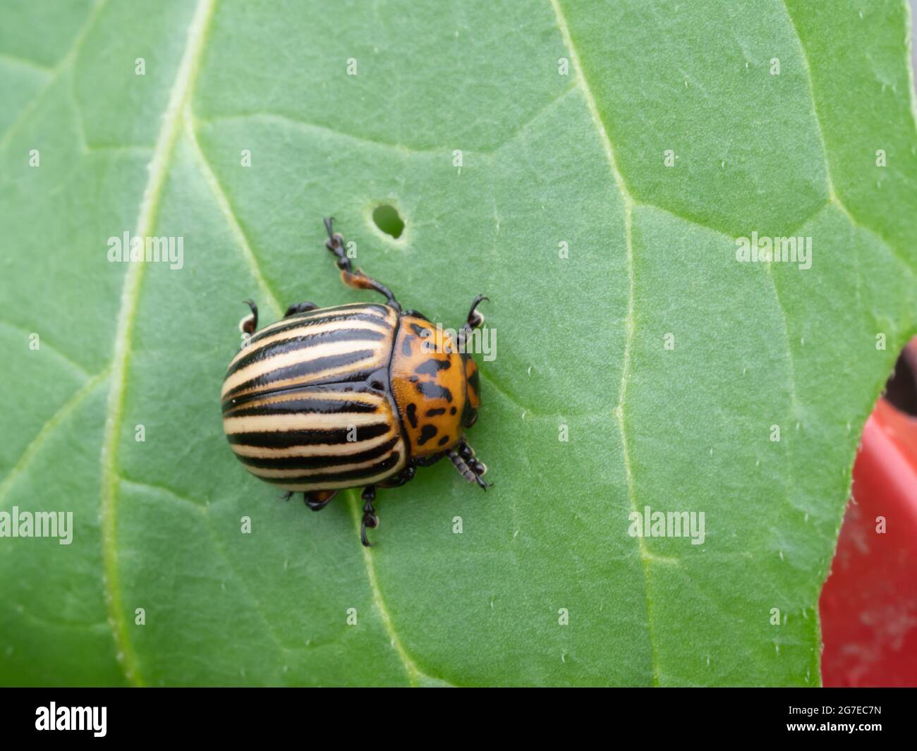 Kartoffelkäfer auf einer Kartoffelpflanze,Leptinotarsa decemlineata, Nordrhein-Westfalen , Niederrhein, Deutschland Stockfoto