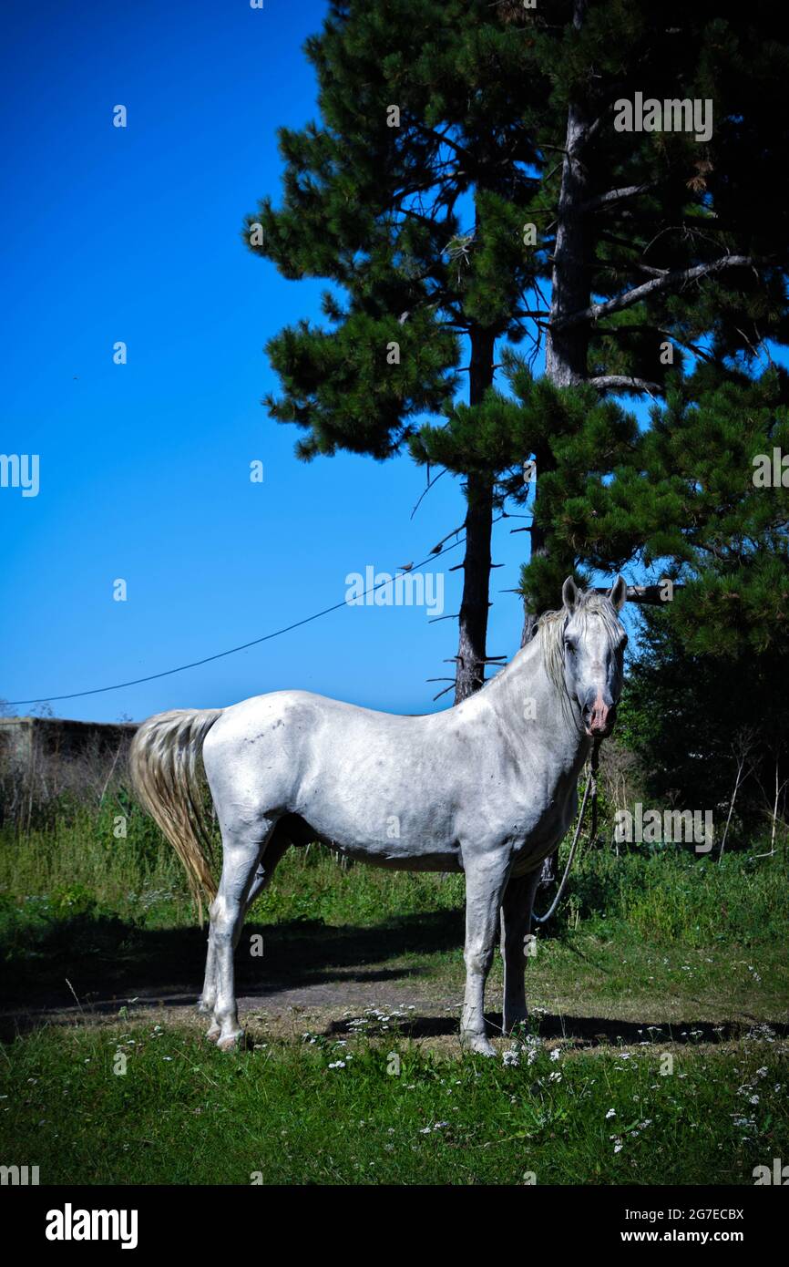 Ein Pferd auf einer grünen Weide Stockfoto