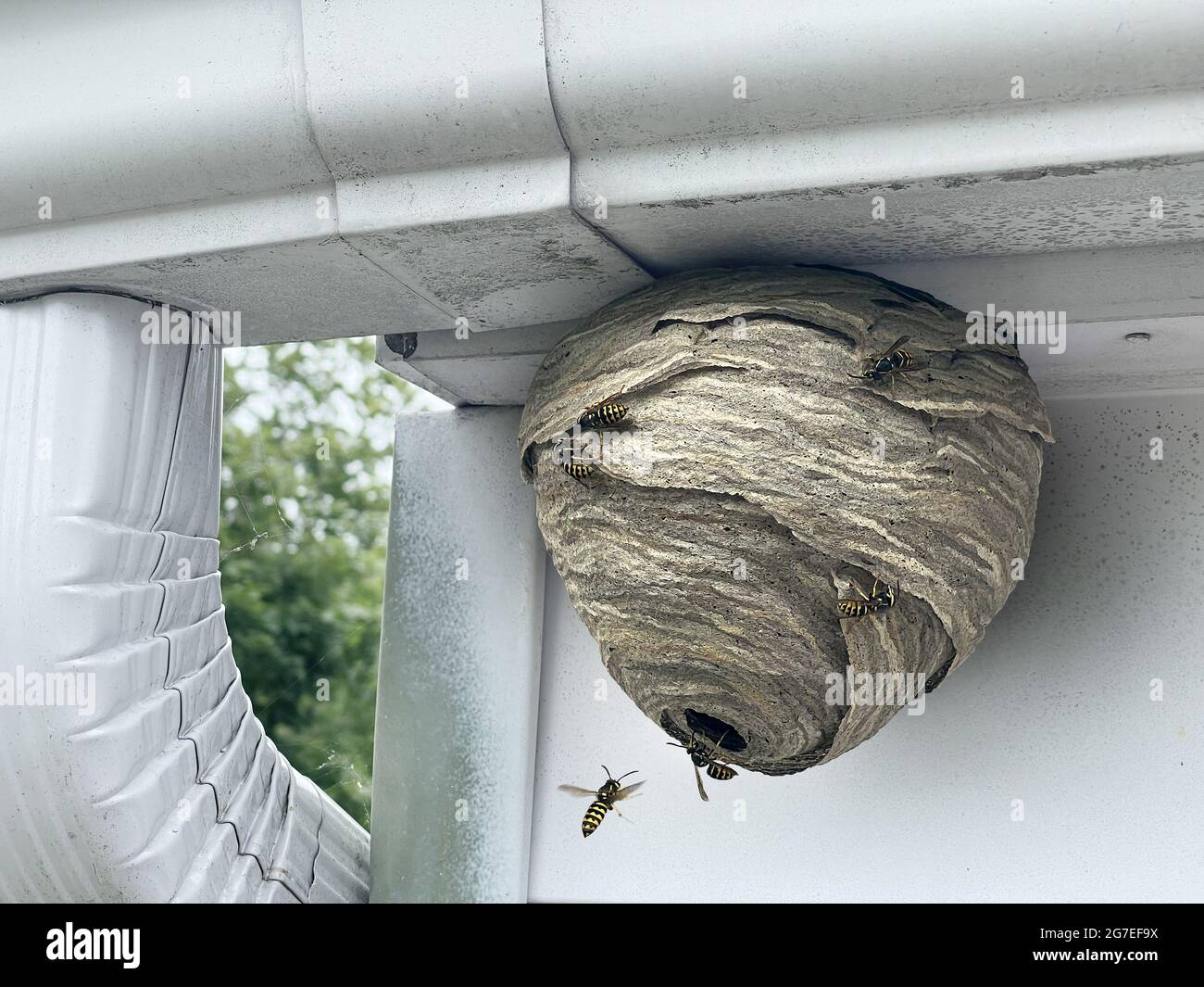 Wespennest, der an der Außenwand und dem Dach des Hauses als graue Papierkolonie aus gelben Schmorthornissen als Insekten befestigt ist, die in die natürliche Struktur hinein und aus ihr heraus fliegen Stockfoto