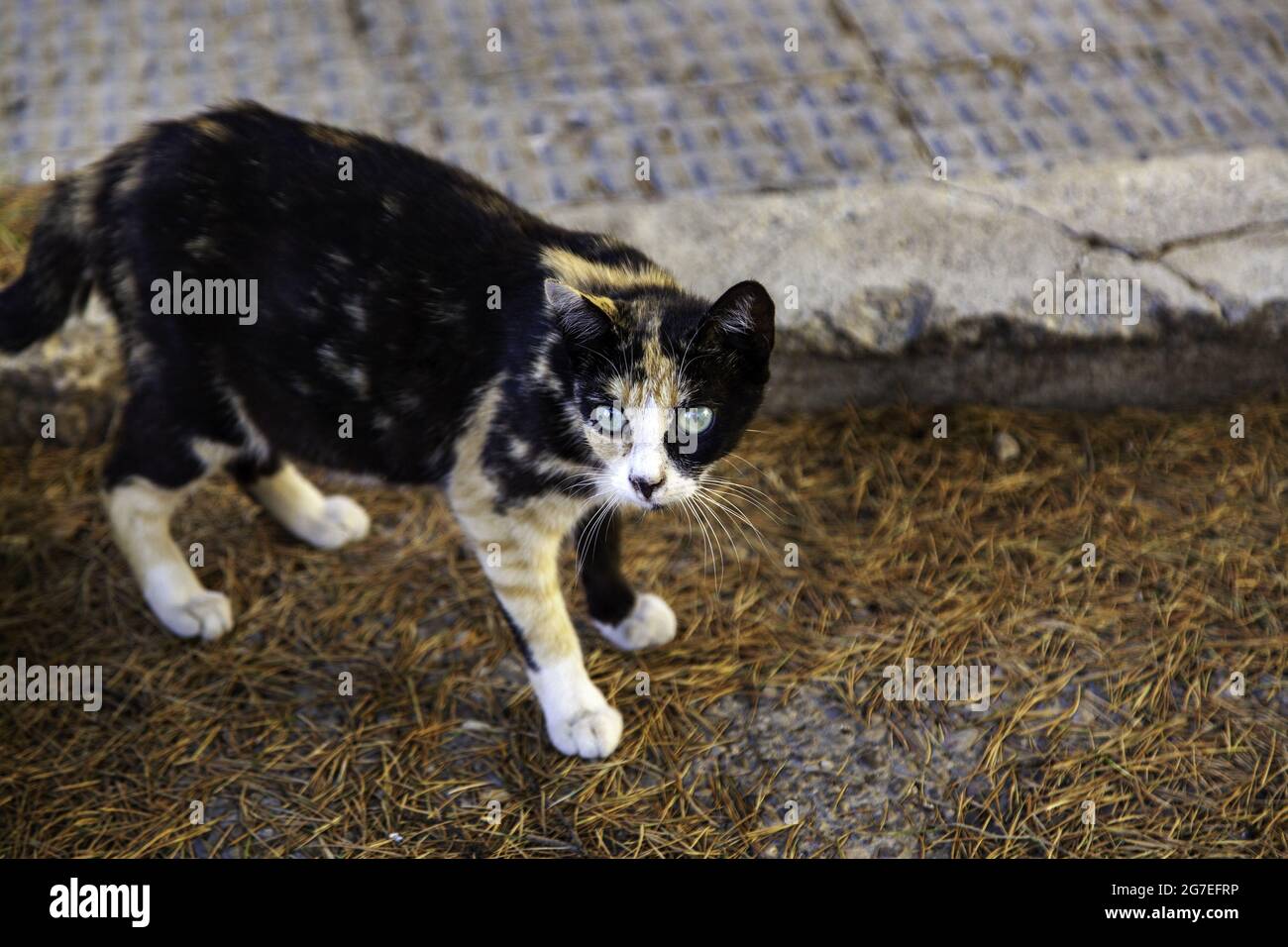 Verlassene streunende Katze, freie Tiere, Säugetiere, Haustiere Stockfoto