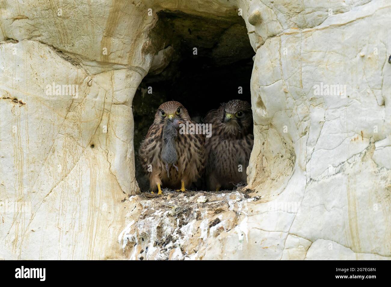 Jungtiere Kestrels-Falco tinnunculus ernährt sich von der Maus. Stockfoto