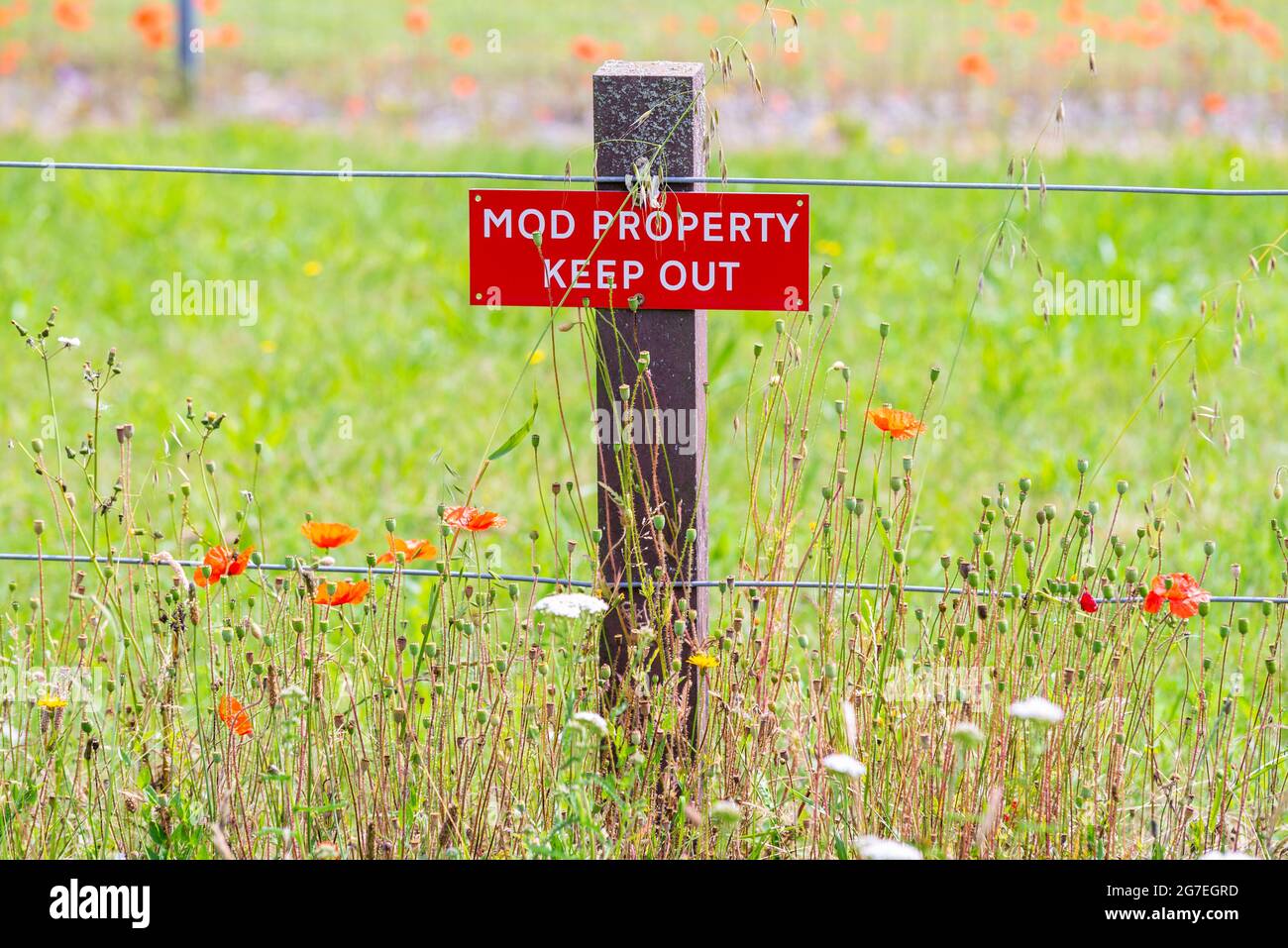 Mod Eigentum, halten Sie aus, Warnschild in Merville Barracks, Colchester, Essex, Großbritannien, am Zaun mit Mohnblumen in langen Gras um den Umfang. Mohnblume Stockfoto