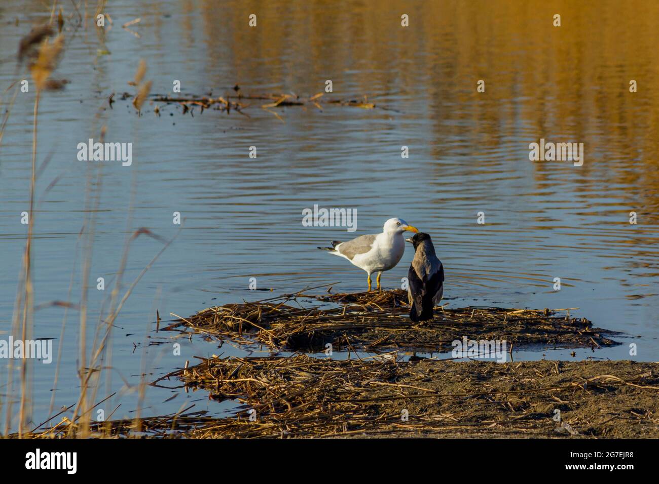 Treffen einer Möwe und einer Krähe auf einem wilden See. Gemeinsame Interaktion verschiedener Tierarten. Stockfoto