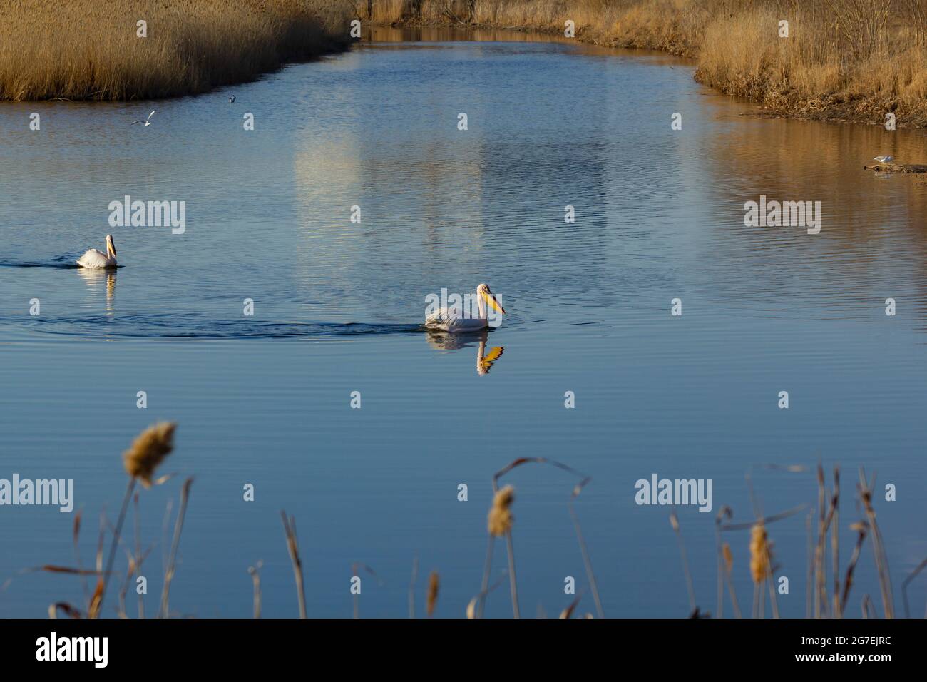 Afrikanische rosa Pelikane und Möwen auf einem sibirischen See während der Migration. Stockfoto