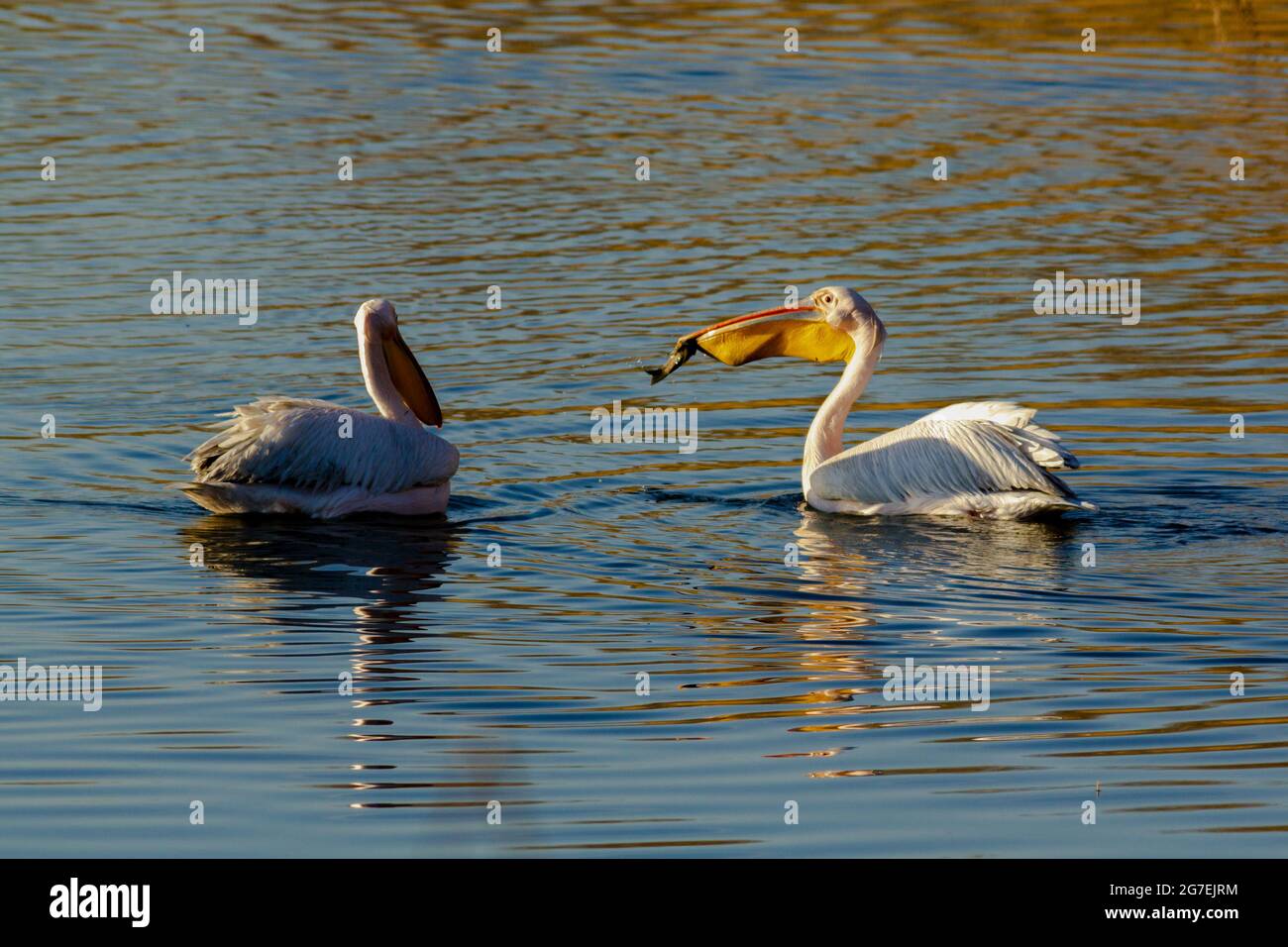 Afrikanische rosa Pelikane fressen Fische auf einem sibirischen See. Stockfoto