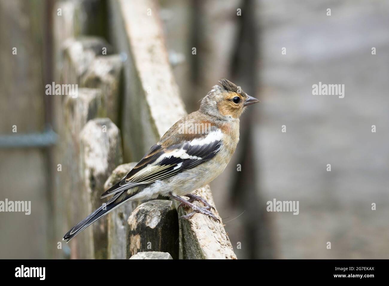 Buchfink sitzt auf einem Zaun. Singvögel mit braun-weißem Gefieder. Stockfoto