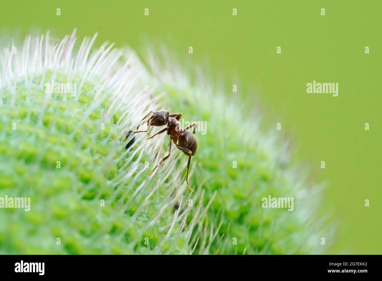 Ameise auf einer Mohnpflanze und grünem Hintergrund. Insekt in einer detailreichen Nahaufnahme. Formicidae Stockfoto