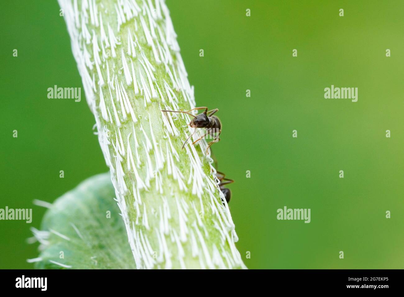 Ameise auf einer Mohnpflanze und grünem Hintergrund. Insekt in einer detailreichen Nahaufnahme. Formicidae Stockfoto
