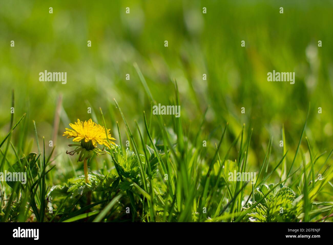 Therapeutische gelbe Blume des Dandelions auf einem verschwommenen Hintergrund von grünen Wiesenkräutern. Stockfoto