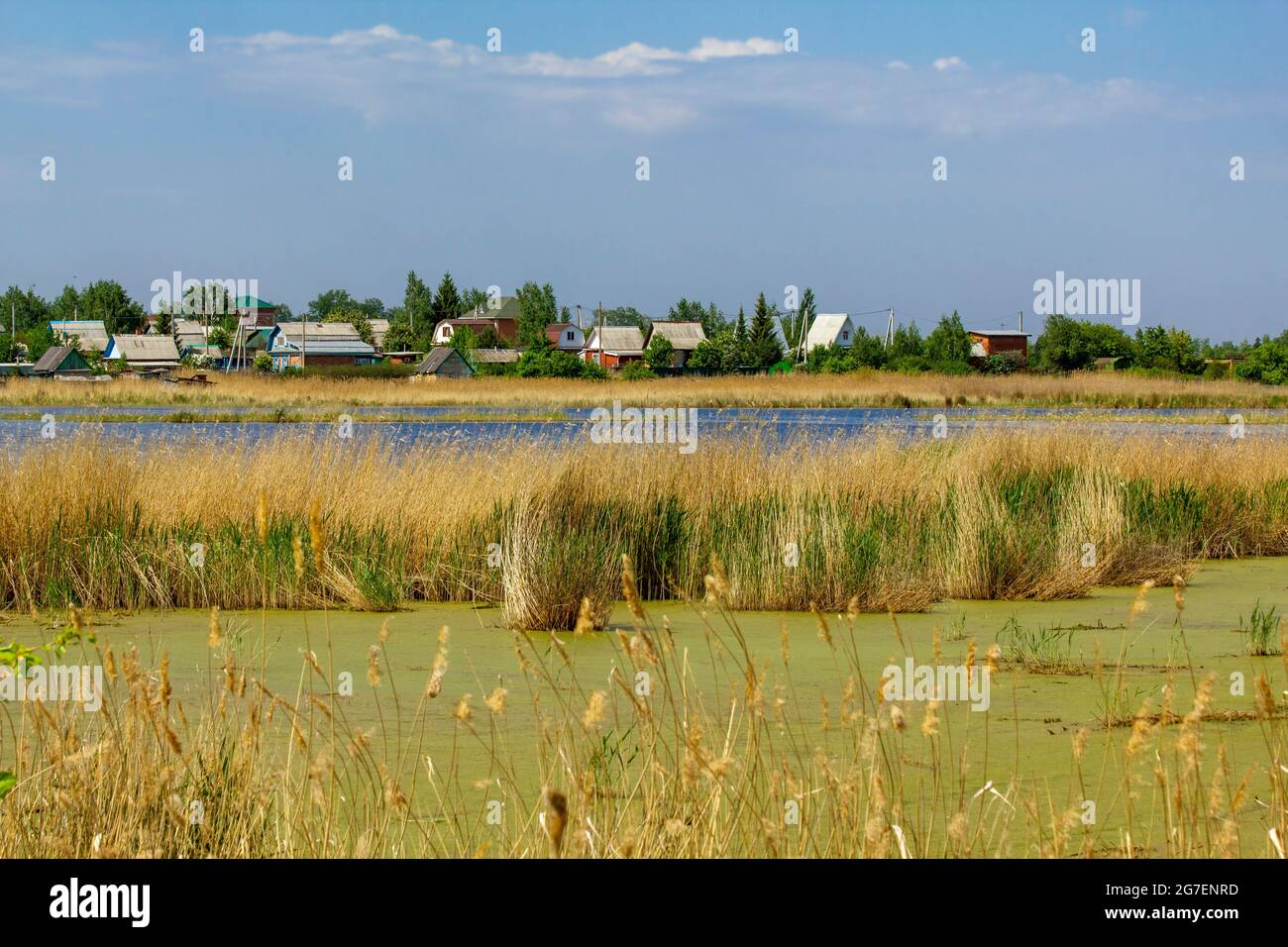 Sumpf und See in der Nähe des Dorfes in den Strahlen der Mittagssonne. Stockfoto