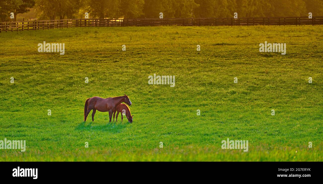 Stute und Fohlen grasen bei Sonnenuntergang auf frischem grünen Gras. Stockfoto