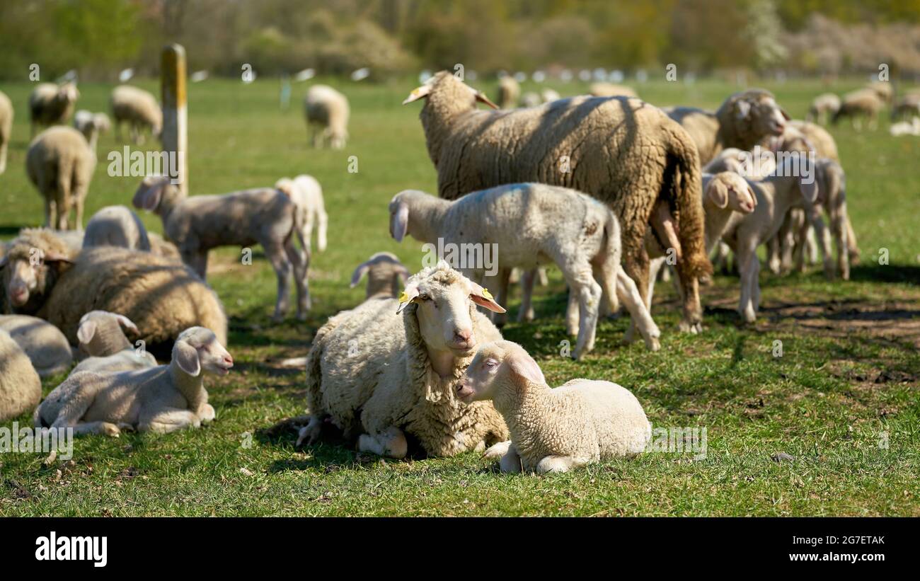 Schafschar für die Landschaftspflege auf einer Wiese in Herrenkrugpark bei Magdeburg in Deutschland Stockfoto