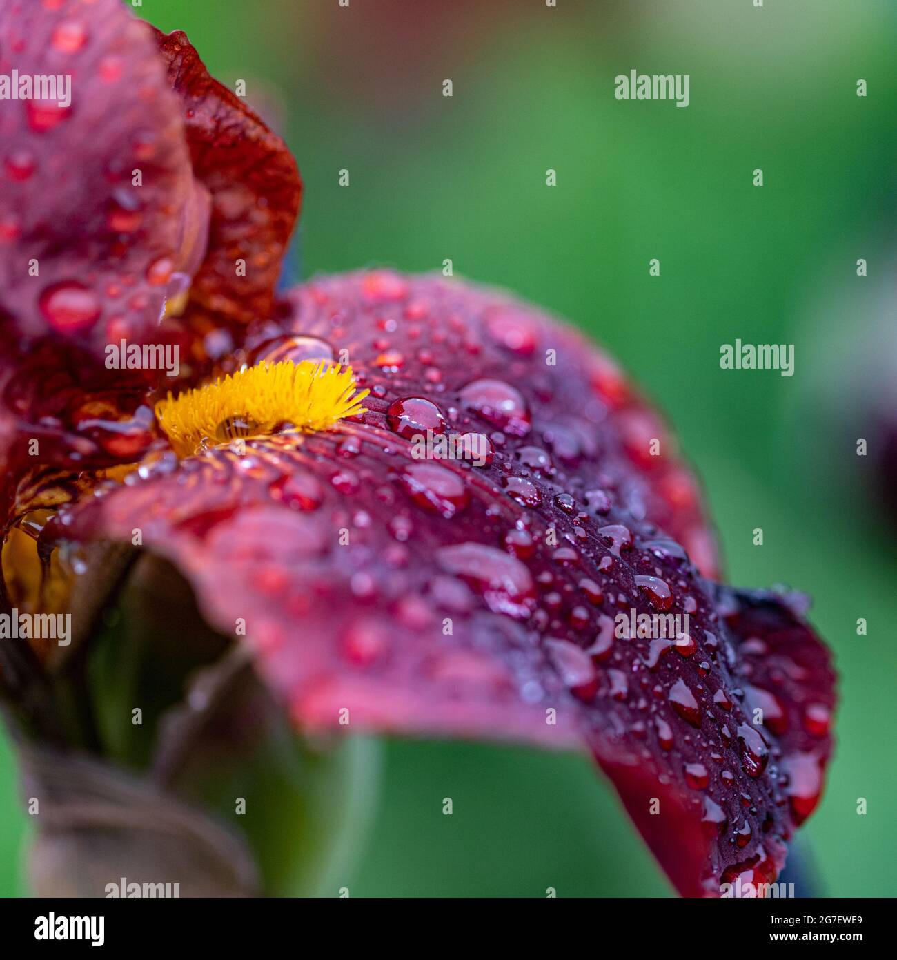 Makro, Regentropfen oder Tau, schöner roter, orangefarbener, brauner Hintergrund Dunkle Blüten der Garten-Iris, bedeckt, sommerlicher Regen. Stockfoto