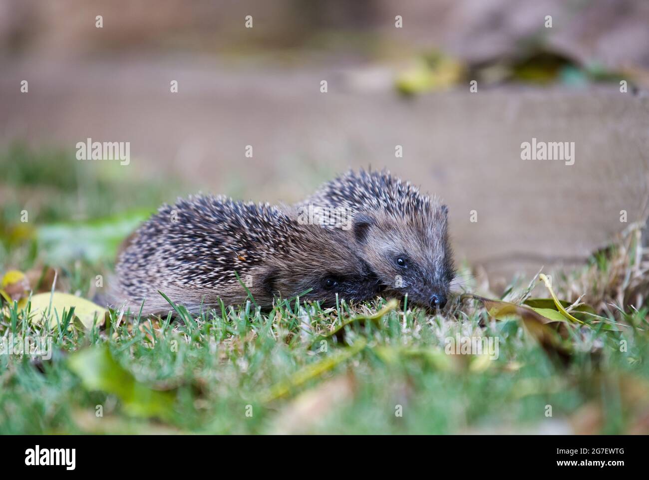 Hoglets im Garten Stockfoto