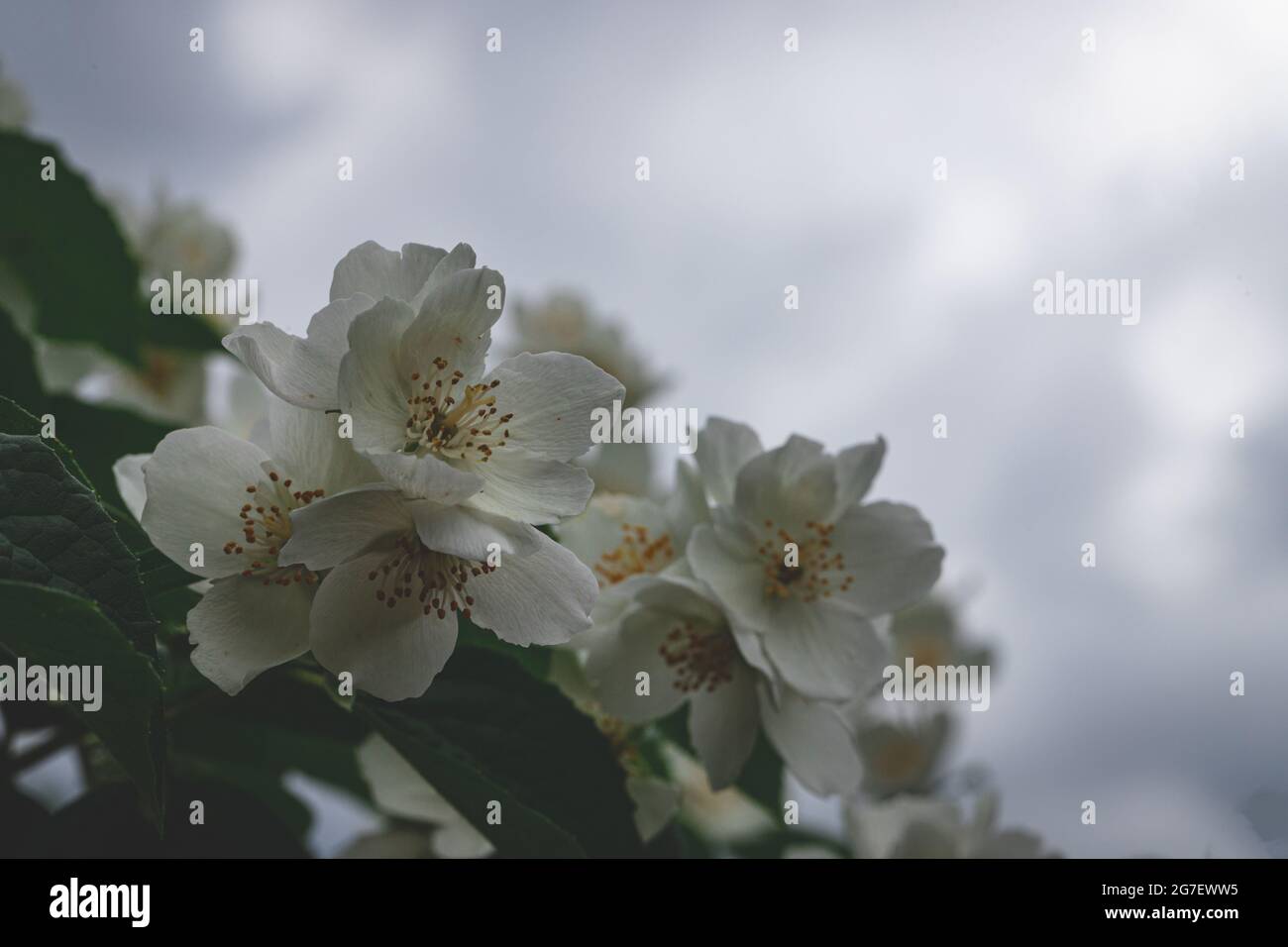 Schöne weiße Jasminblüte, selektiver Fokus. Hintergrund mit blühendem jasmin-Busch. Inspirierende natürliche Blumen Frühling blühenden Garten oder Park. Stockfoto