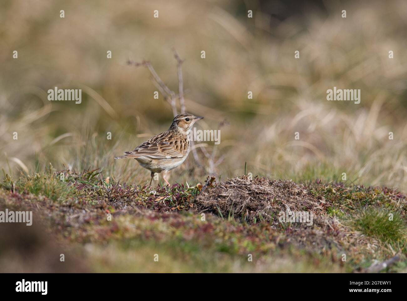 Woodlark, Westleton Heath, Suffolk Stockfoto