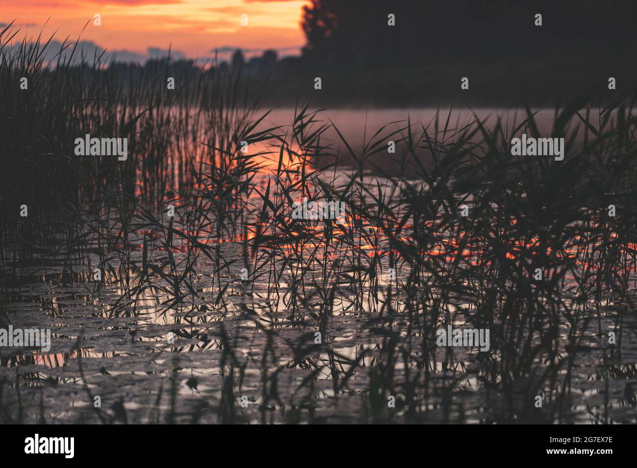 Wunderbar nebliger Mittsommerabend mit Fluss, gelben Seerosen, jungen grünen Schilf und rot verschwommenen Wolken. Nebel über dem Wasser in Lettland Stockfoto