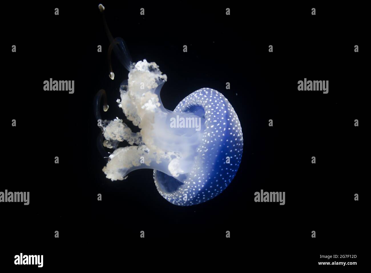Seitenansicht einer australischen, weiß gepunkteten Qualle, die auch als schwimmende Glocke (Phyllorhiza punctata) bekannt ist. In einem Aquarium mit schwarzem Hintergrund. Stockfoto