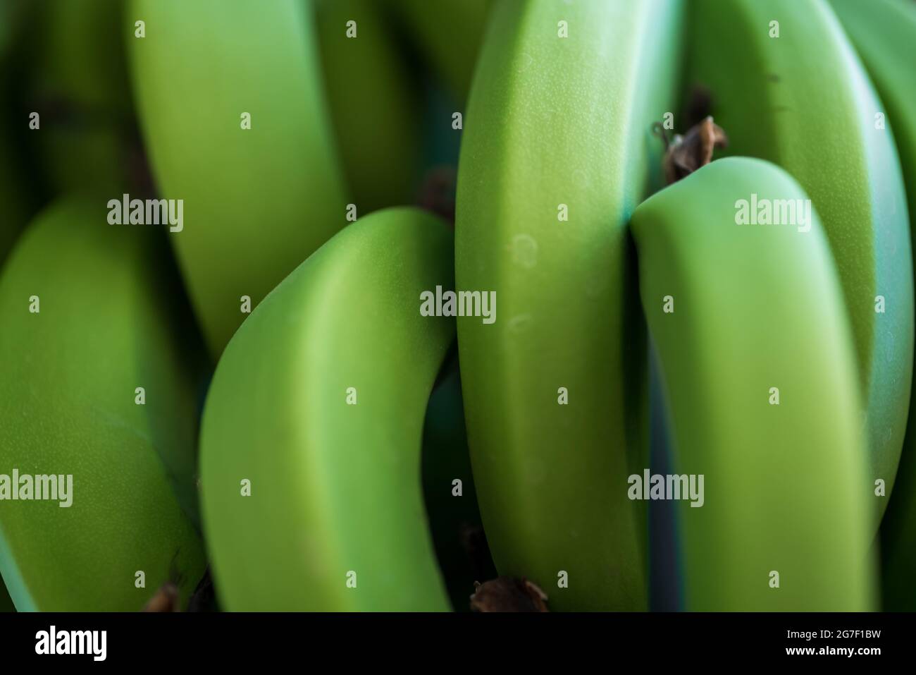 Muster frische natürliche Bananen Lebensmittel Hintergrund Nahaufnahme Stockfoto