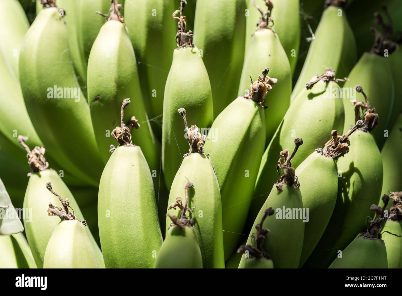 Muster frische natürliche Bananen Lebensmittel Hintergrund Nahaufnahme Stockfoto