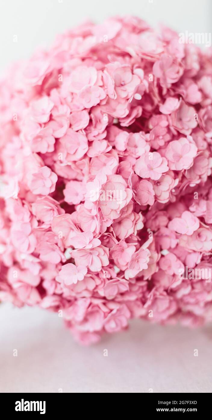Schöne rosa Hortensien Blumen in einer Vase auf einem Tisch. Stockfoto