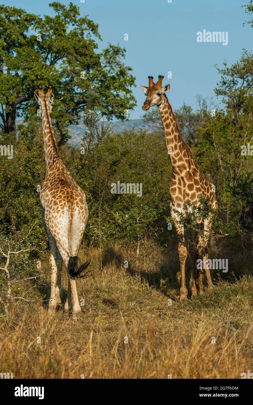 Jiraffa, Giraffa camelopardalis, in afrikanischer Umgebung in Savannah, Kruger National Park, Südafrika. Stockfoto