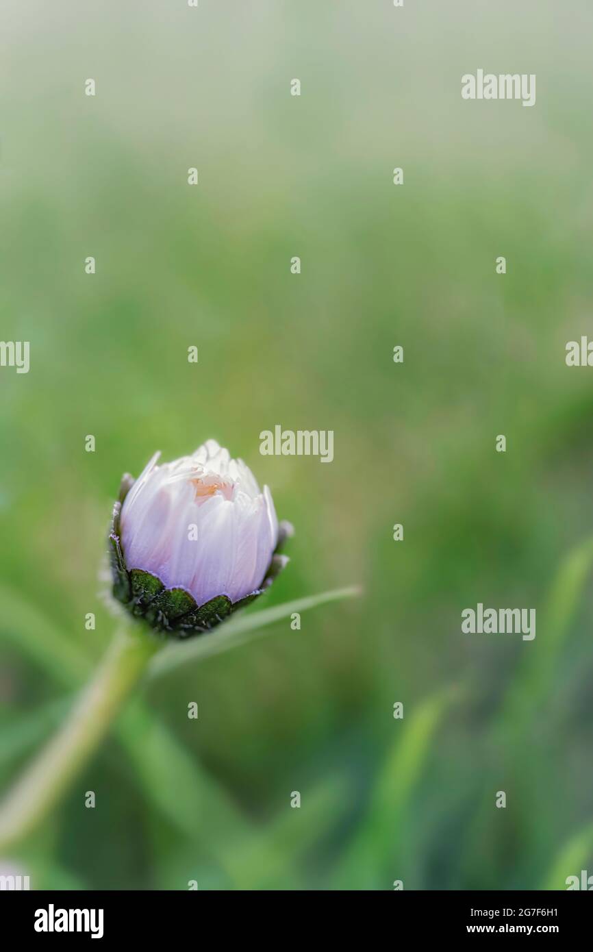 Selektiver Fokus auf die Knospe einer weißen und malvenfarbenen Wildblume, die auf einem grünen Hintergrund aufblühen wird, der nicht fokussiert ist, Kopierbereich, vertikal Stockfoto