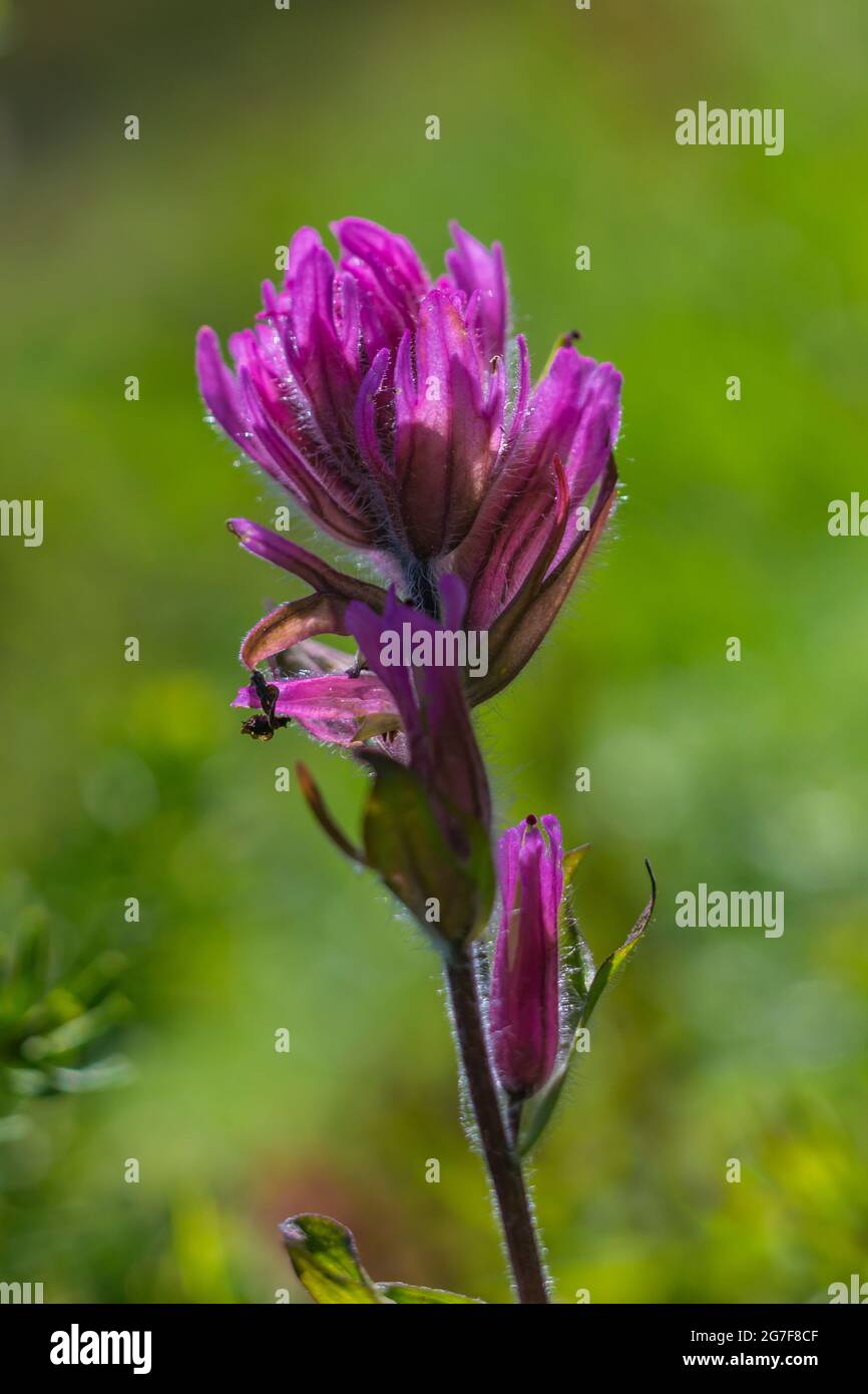 Kleinblühiger Pinsel, Castilleja parviflora, am Marmot Pass in der Buckhorn Wilderness, Olympic National Forest, Olympic Mountains, Washington Street Stockfoto