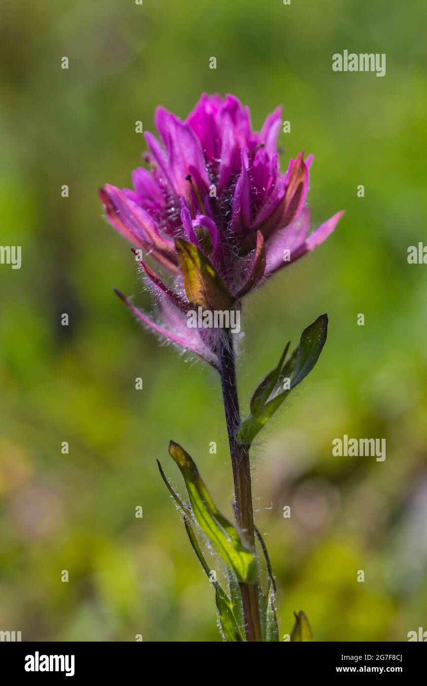 Kleinblühiger Pinsel, Castilleja parviflora, am Marmot Pass in der Buckhorn Wilderness, Olympic National Forest, Olympic Mountains, Washington Street Stockfoto