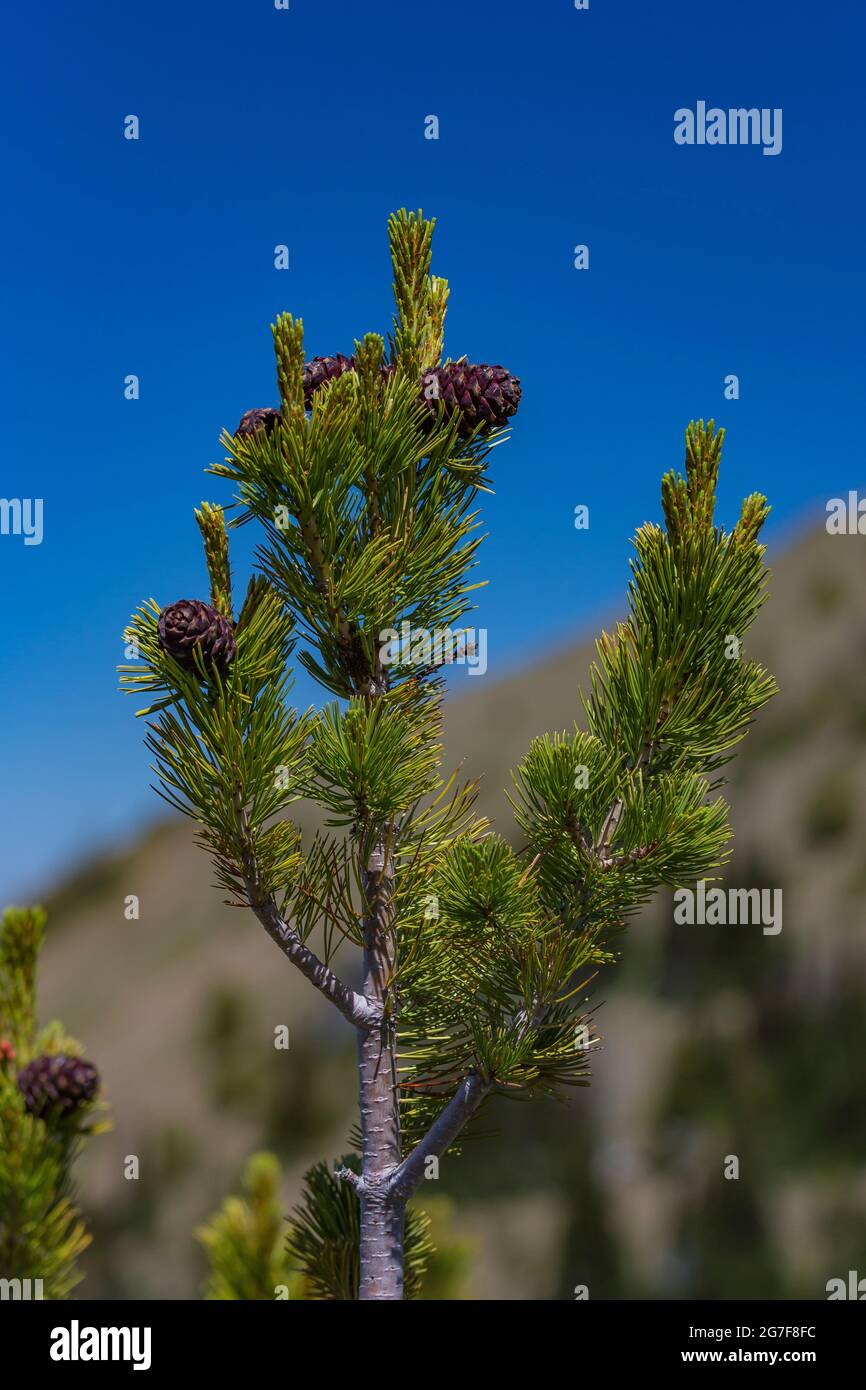 Whitebark Pine, Pinus albicaulis, hoch in der Buckhorn Wilderness, Olympic National Forest, Olympic Mountains, Washington State, USA Stockfoto