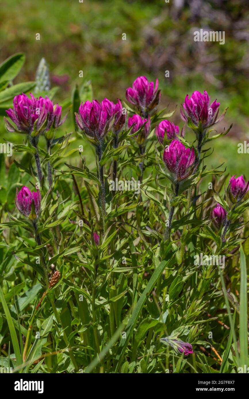 Kleinblühiger Pinsel, Castilleja parviflora, am Marmot Pass in der Buckhorn Wilderness, Olympic National Forest, Olympic Mountains, Washington Street Stockfoto