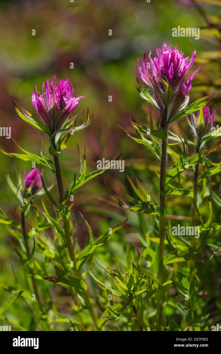 Kleinblühiger Pinsel, Castilleja parviflora, am Marmot Pass in der Buckhorn Wilderness, Olympic National Forest, Olympic Mountains, Washington Street Stockfoto