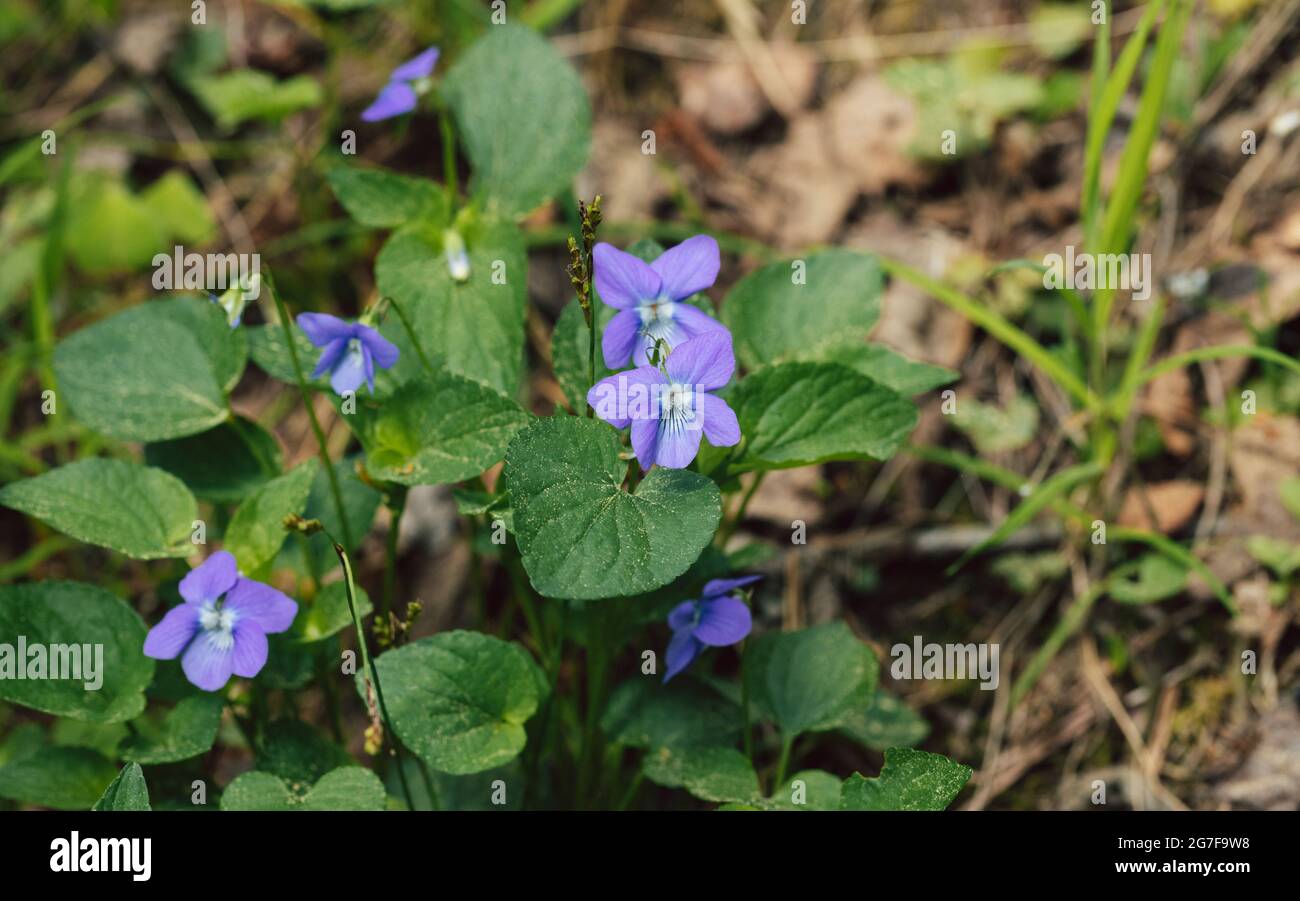 Viola odorata oder Süßviolett aus nächster Nähe im Wald. Schöne lila Blume auf einem grünen natürlichen Hintergrund. Stockfoto