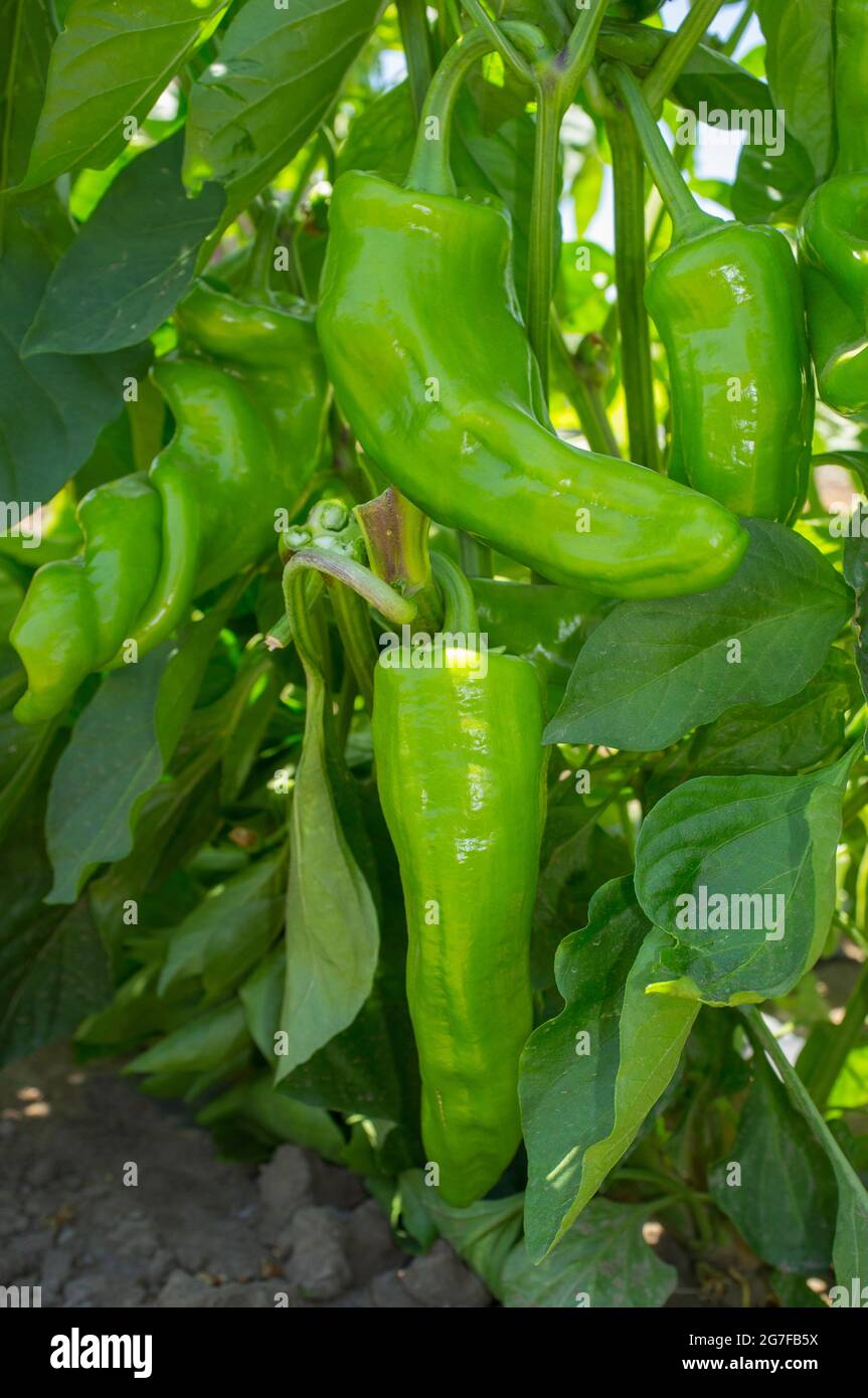 Pepper Lamuyo Sovereign Plantage. Blick auf den Boden Stockfoto