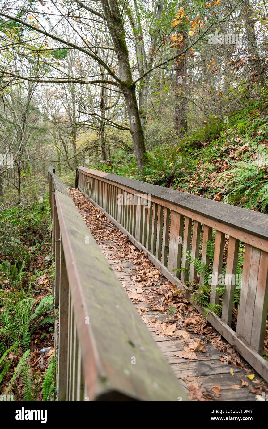 Holzweg mitten in einem grünen Wald in Tacoma, Washington Stockfoto