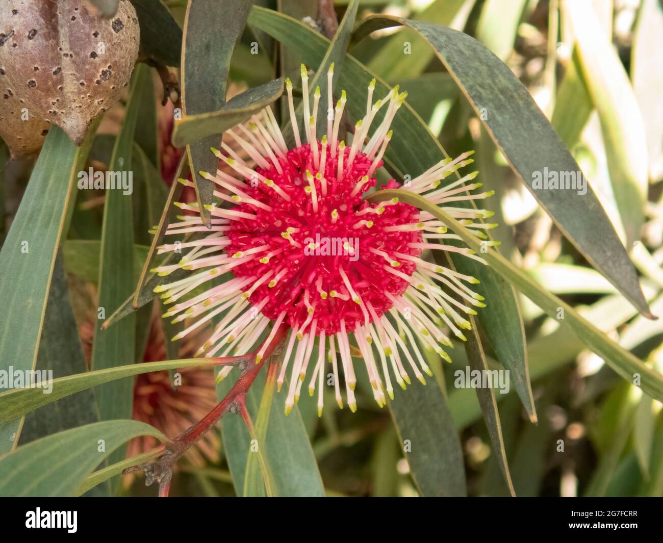 Hakea laurina, Nadelkissen Hakea Stockfoto