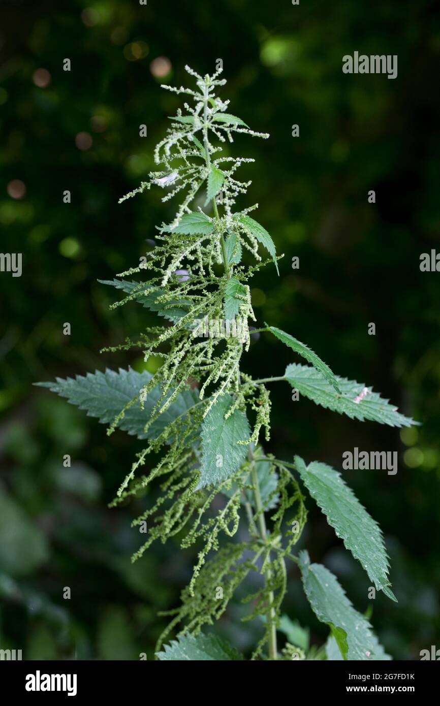 Brennnessel oder gewöhnliche Brennnessel (Urtica dioica) in Blüte, eine weedy mehrjährige Pflanze, die für ihre stechenden Blätter bekannt ist Stockfoto