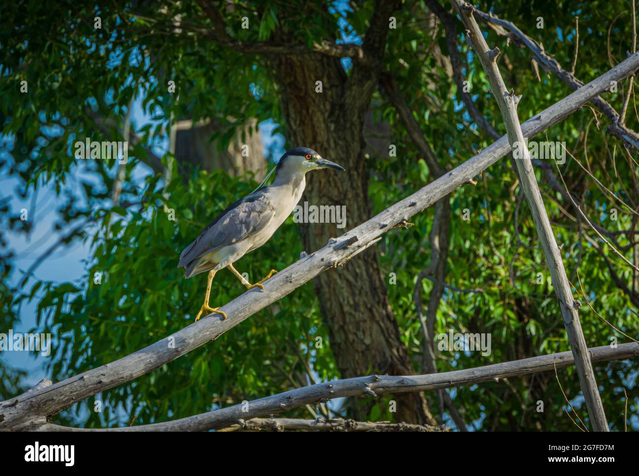 Schwarzer Krönreiher (Nycticorax nycticorax) auf einem toten Zweig des alten Cottonwood-Baumes im Sumpfgebiet, Castle Rock Colorado USA. Foto aufgenommen im Juli. Stockfoto