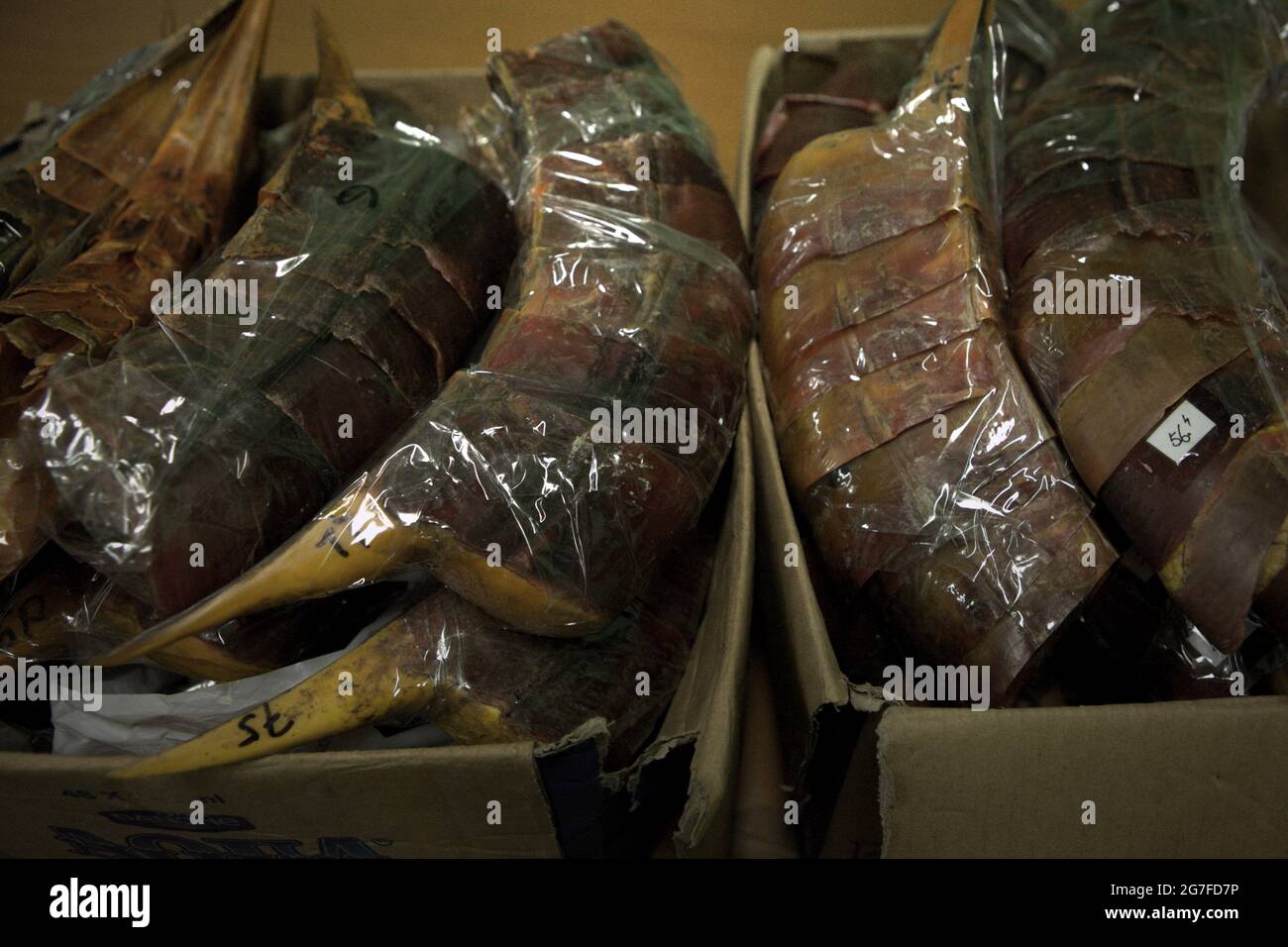 Jakarta, Indonesien. Juli 2013. Schnäbel von Hornbills, die vom internationalen Flughafen Soekarno-Hatta in Jakarta nach China geschmuggelt wurden. Fotografiert im Büro der indonesischen Naturschutzbehörde (BKSDA) in Jakarta. Stockfoto