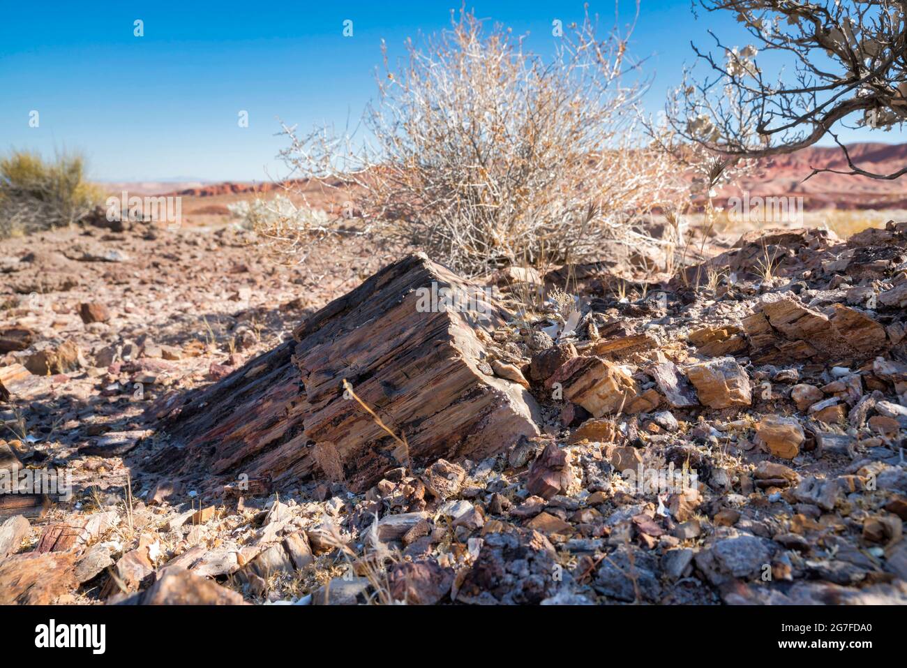 Wanderweg in Utah mit versteinerten Hölzern auf dem Boden Stockfoto