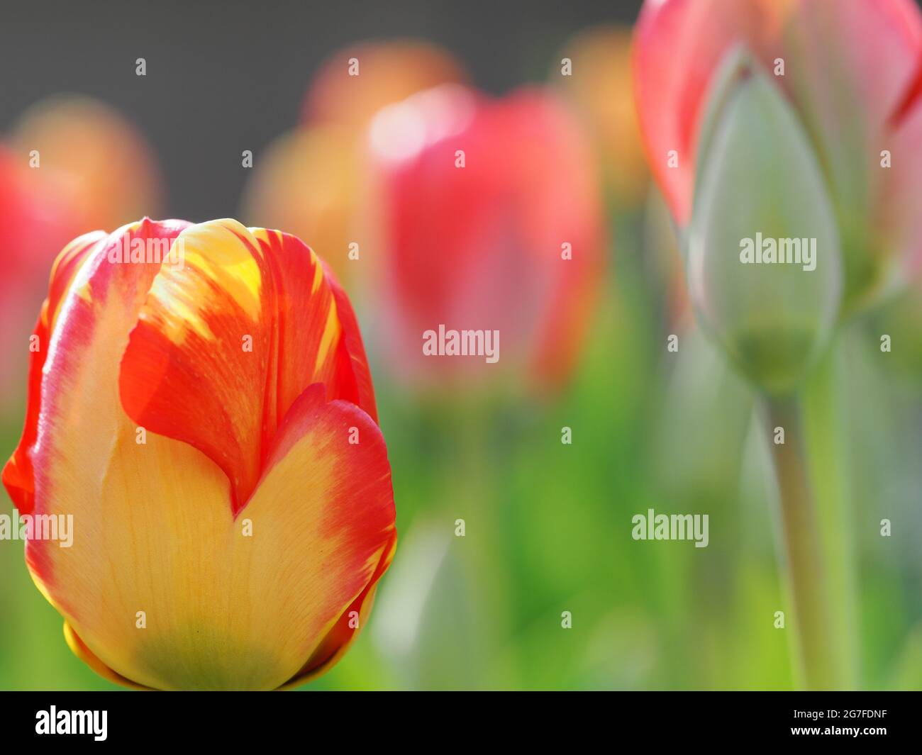Bunte Tulpen wachsen in einem Garten Stockfoto