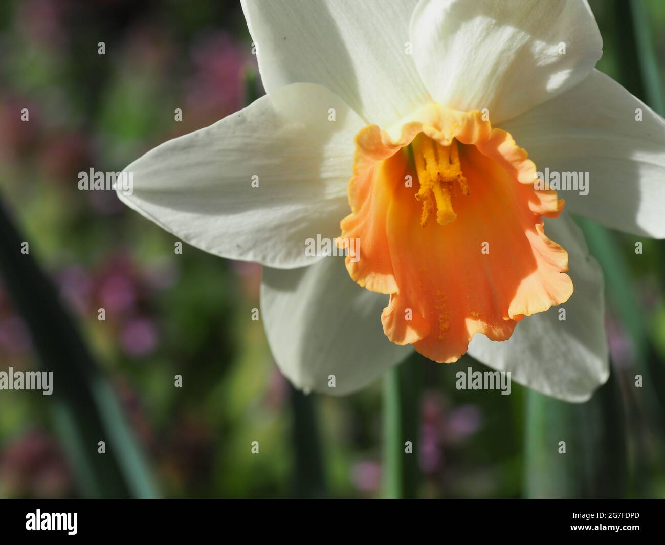 NARZISSENBLÜTEN-MAKRO Stockfoto