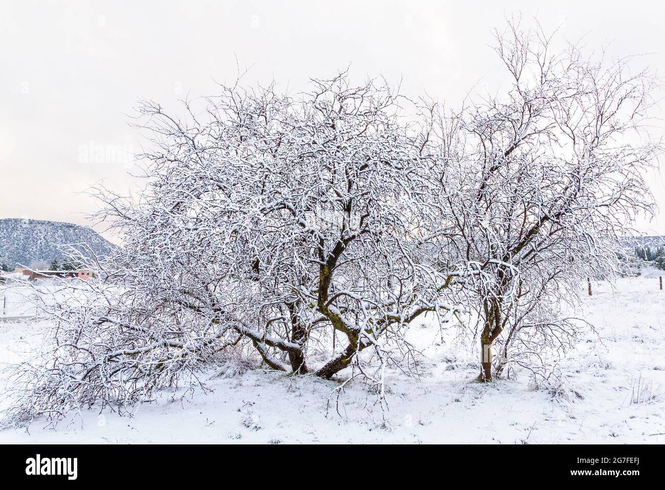 Wüstenbäume bedeckt mit frischem Winterschnee in Sedona, Arizona. Stockfoto