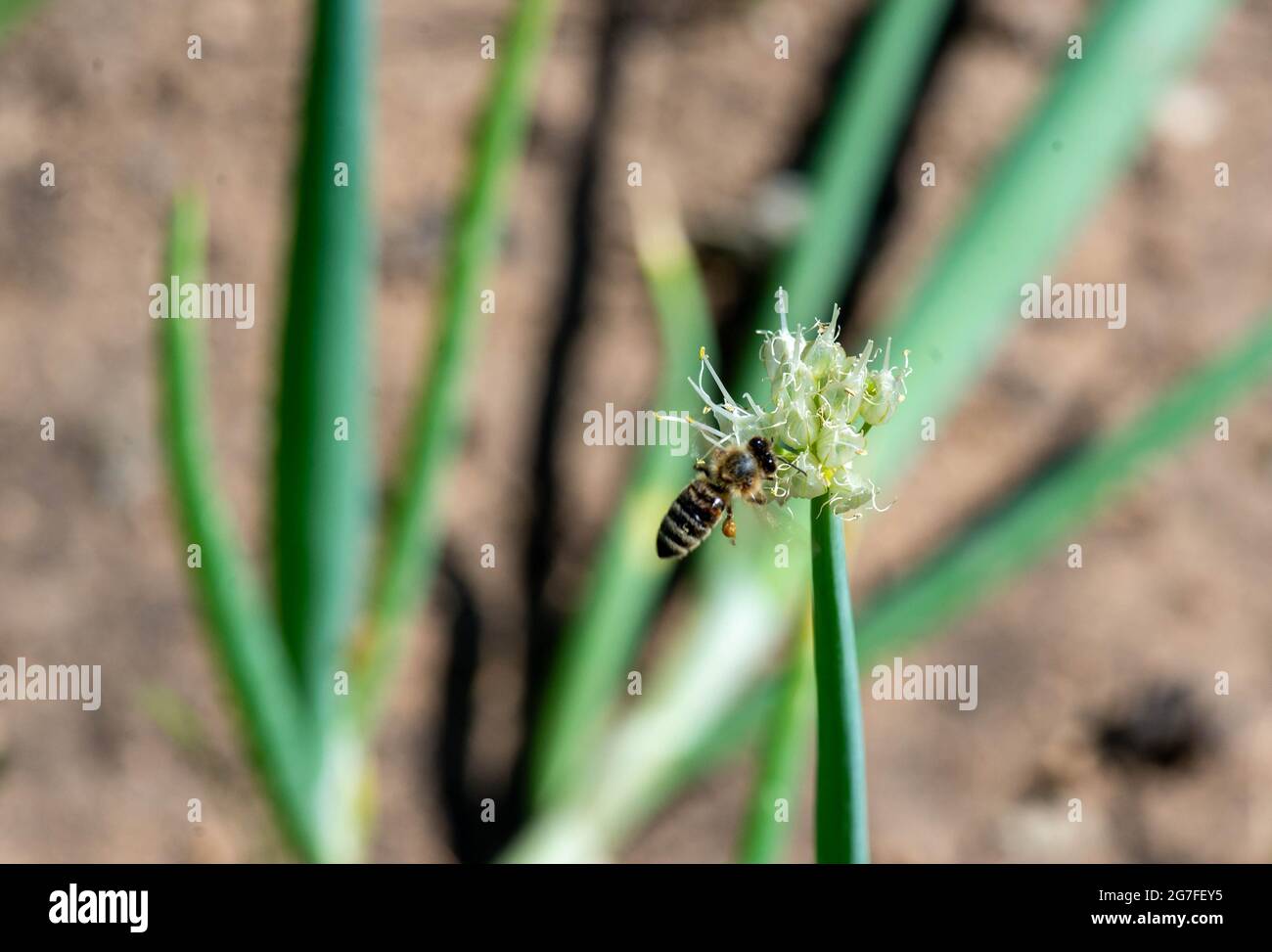 Eine große Biene flog zur Blume eines Zierbogens Stockfoto