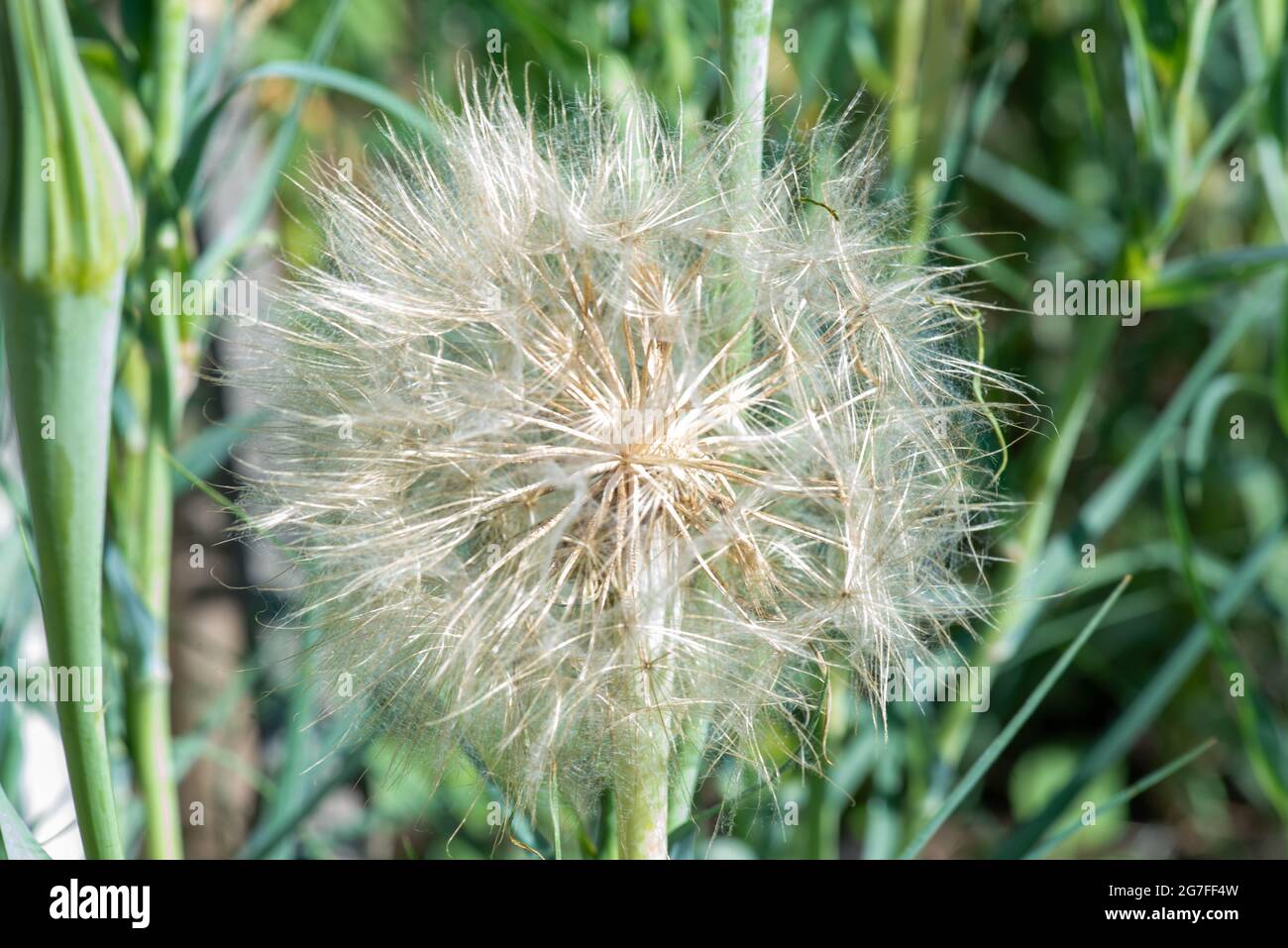 Im Sommer blühte an der Datscha ein riesiger Delelion Stockfoto